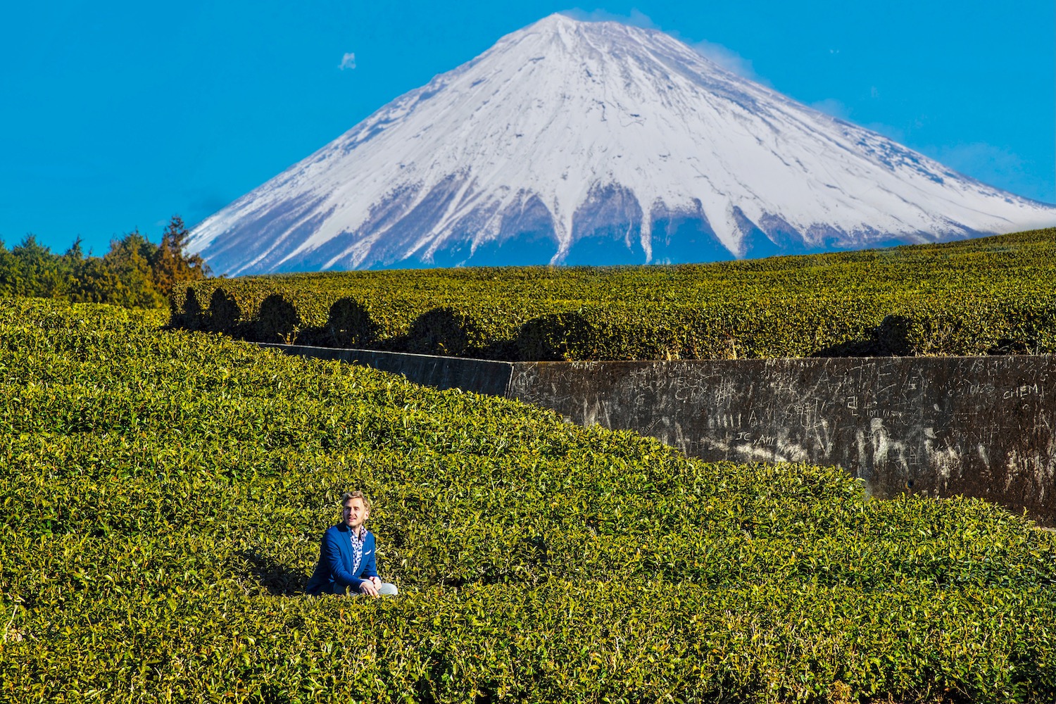 Tea fields at the base of Mt. Fuji